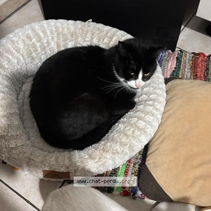 Foto 1/1 Tesla Chat perdido en Luxembourg