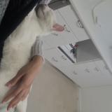 Foto de gato encontrado en Crosne