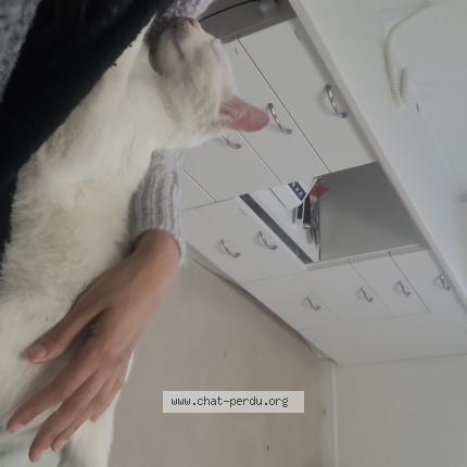 Foto 1/2 Gato encontrado Encontrado en Crosne