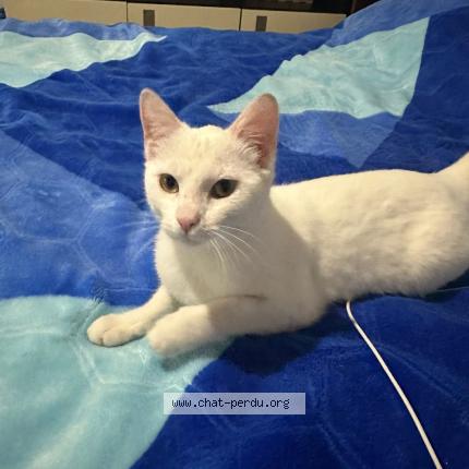 Foto 2/2 Gato encontrado Encontrado en Crosne