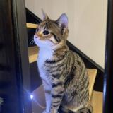 Foto del gato perdido en Saint Chamond