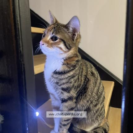 Foto 1/1 Moly Chat perdido en Saint chamond