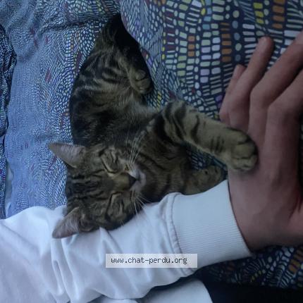 Foto 1/1 Kitty Chat perdido en Arras