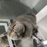 Foto del gato perdido en Erquinghem Lys