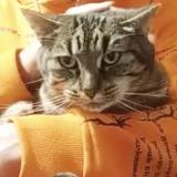 Foto del gato perdido en Montreuil