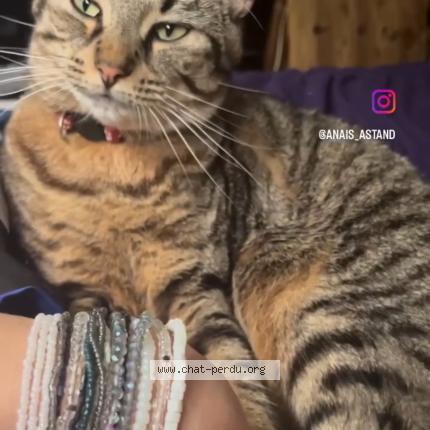 Foto 2/2 Caline Chat perdido en Montreuil