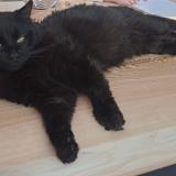 Foto del gato perdido en Courtedoux