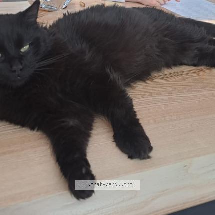 Foto 1/1 Elba Chat perdido en Courtedoux