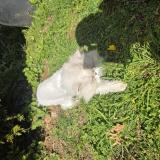 Foto del gato perdido en Vallangoujard