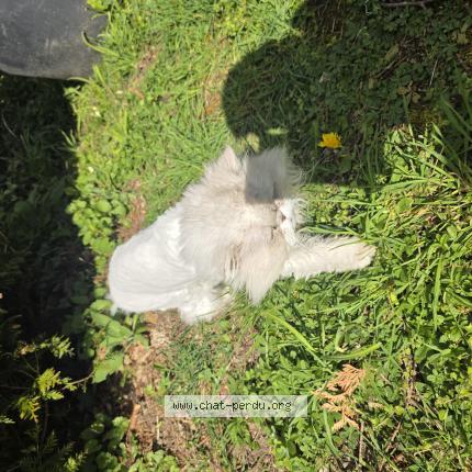 Foto 1/1 Mozart Chat perdido en Vallangoujard