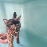 Foto de gato encontrado en Perpignan