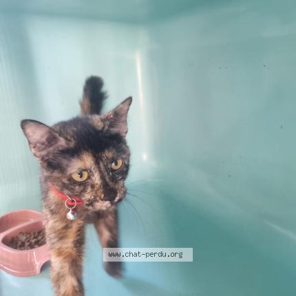 Foto 1/1 Gato encontrado Encontrado en Perpignan