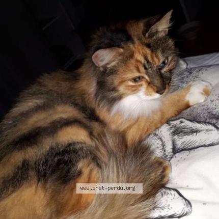 Foto 1/1 Tigrette Chat perdido en Saint leopardin d augy