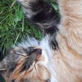 Foto del gato perdido en Saint Leopardin D Augy