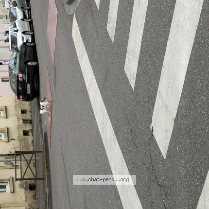 Foto 5/5 Gato encontrado Encontrado en Metz