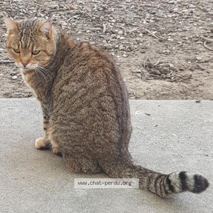 Foto 2/2 Gato encontrado Encontrado en Colayrac saint cirq