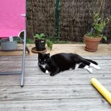 Foto del gato perdido en Bouaye