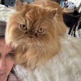 Foto del gato perdido en Boursonne