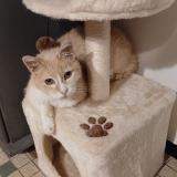 Foto del gato perdido en La Boissiere En Gatine