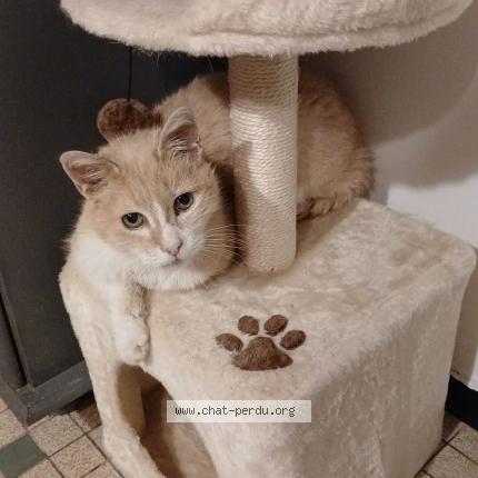 Foto 1/1 Garfield Chat perdido en La boissiere en gatine