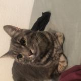 Foto del gato perdido en Rumersheim