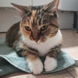 Foto del gato perdido en Saint Paul Les Durance