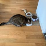 Foto del gato perdido en Lausanne