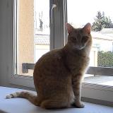 Foto del gato perdido en Loriol Du Comtat