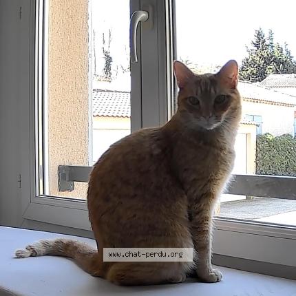 Foto 1/1 Jerry Chat perdido en Loriol du comtat