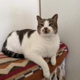 Foto del gato perdido en Saint Meen Le Grand