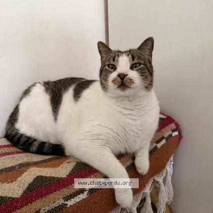 Foto 1/1 Timo Chat perdido en Saint meen le grand