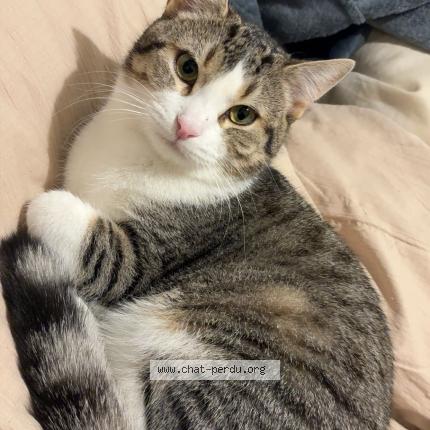 Foto 1/1 Snow Chat perdido en Bretigny sur orge