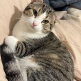 Foto del gato perdido en Bretigny Sur Orge