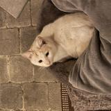 Foto del gato perdido en Cires Lès Mello