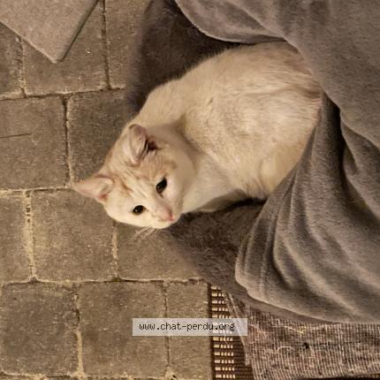 Foto 1/4 Christelle Chat perdido en Cires lès mello