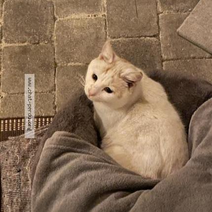 Foto 1/4 Edward Chat perdido en Cires les mello le tillet