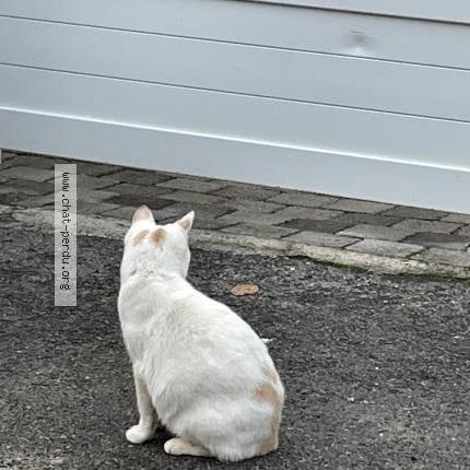 Foto 2/3 Edward Chat perdido en Cires les mello le tillet