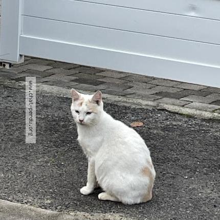 Foto 3/3 Edward Chat perdido en Cires les mello le tillet