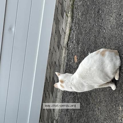 Foto 4/4 Edward Chat perdido en Cires les mello le tillet