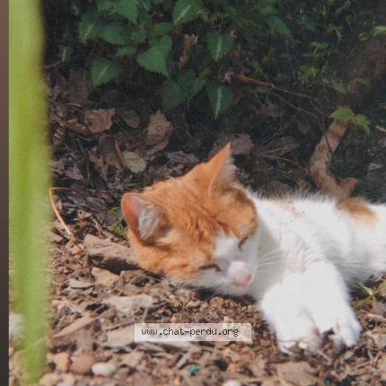 Foto 1/1 Heaven Chat perdido en Le rouret