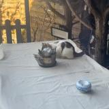 Foto de gato encontrado en Bessancourt