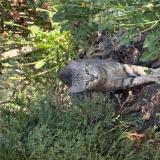 Foto de gato encontrado en Saint Fiel