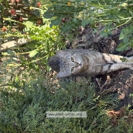 Foto 1/1 Gato encontrado Encontrado en Saint fiel