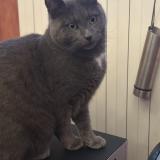 Foto del gato perdido en Mitry Mory