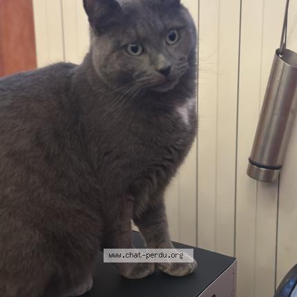 Foto 1/1 Baki Chat perdido en Mitry mory