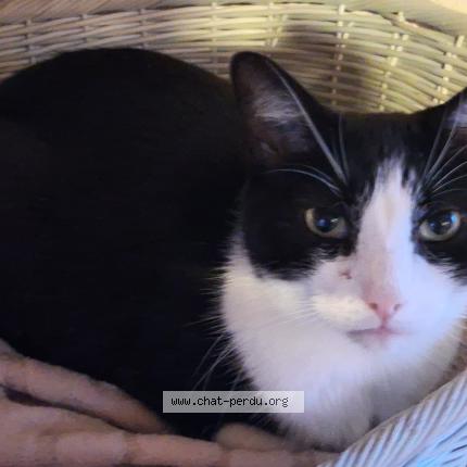 Foto 1/1 Tac Chat perdido en Aire sur la lys