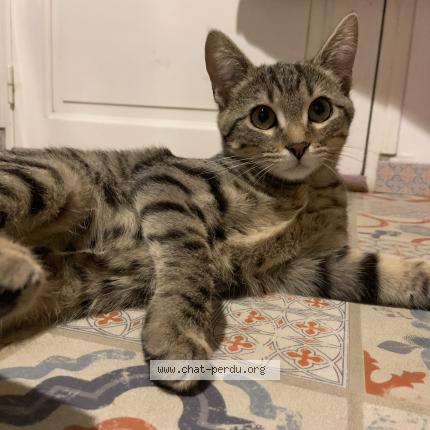 Foto 1/1 Guness Chat perdido en Saint gregoire