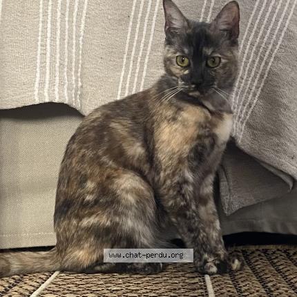 Foto 1/1 Nil Chat perdido en Bondy