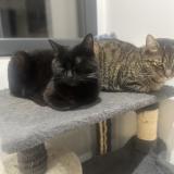 Foto del gato perdido en Saint Laurent De La Pree