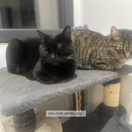 Foto 1/1 Gribouille Chat perdido en Saint laurent de la pree